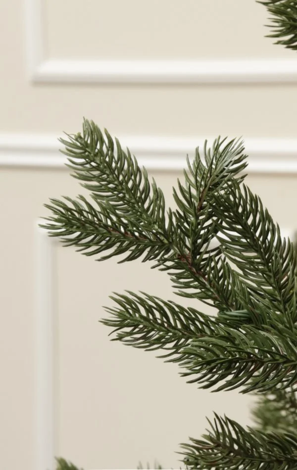 Full 3D ace-Grandis Fir