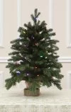 Weihnachtsbaum im Topf 30 LED-68 cm-Sherwood Spruce